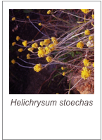 ￼Helichrysum stoechas
