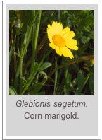 ￼Glebionis segetum.
Corn marigold.
