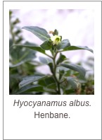 ￼Hyocyanamus albus.
Henbane.