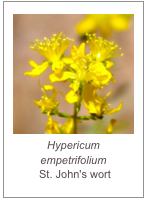 ￼Hypericum empetrifolium 
 St. John's wort
