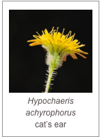 ￼Hypochaeris achyrophorus
cat’s ear