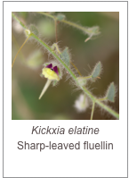 ￼Kickxia elatine
Sharp-leaved fluellin
