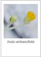￼Inula verbascifolia
