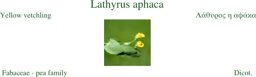 Lathyrus aphaca
 Yellow vetchling                                                                              Λάθυρος η αφάκα￼                                                     
Fabaceae - pea family                                                                                          Dicot. 