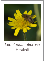 ￼Leontodon tuberosa
Hawkbit