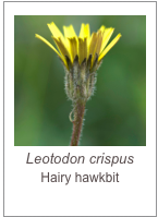 ￼Leotodon crispus
Hairy hawkbit 