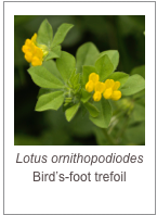 ￼Lotus ornithopodiodes 
Bird’s-foot trefoil