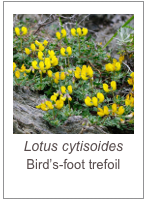 ￼Lotus cytisoides 
Bird’s-foot trefoil