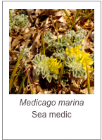 ￼Medicago marina
Sea medic