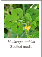 ￼Medicago arabica
Spotted medic