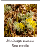 ￼Medicago marina
Sea medic