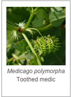 ￼Medicago polymorpha
Toothed medic
