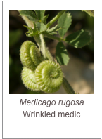 ￼Medicago rugosa 
Wrinkled medic