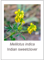 ￼Melilotus indica 
Indian sweetclover