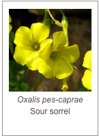 ￼Oxalis pes-caprae
Sour sorrel