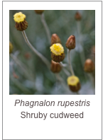 ￼Phagnalon rupestris
Shruby cudweed