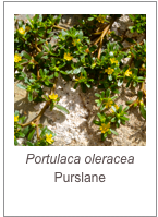 ￼Portulaca oleracea
Purslane