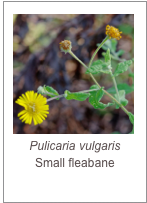 ￼Pulicaria vulgaris
Small fleabane