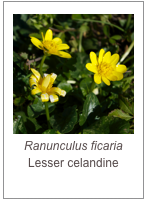 ￼Ranunculus ficaria
Lesser celandine