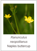 ￼Ranunculus neopolitanus
Naples buttercup