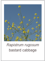 ￼Rapistrum rugosum
bastard cabbage