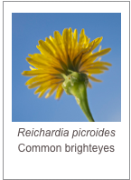 ￼Reichardia picroides
Common brighteyes