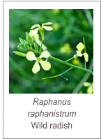 ￼Raphanus raphanistrum
Wild radish