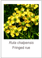 ￼Ruta chalpensis
Fringed rue
