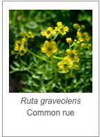 ￼Ruta graveolens
Common rue
