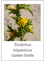 ￼Scolymus hispanicus
Golden thistle