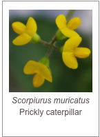 ￼Scorpiurus muricatus
Prickly caterpillar