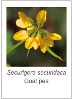 ￼Securigera securidaca
Goat pea