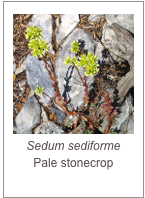 ￼Sedum sediforme Pale stonecrop

