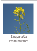 ￼Sinapis alba
White mustard