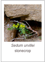 ￼Sedum urvillei stonecrop
