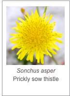 ￼Sonchus asper
Prickly sow thistle
