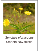 ￼Sonchus oleraceous
Smooth sow-thistle