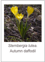 ￼Sternbergia lutea.
Autumn daffodil