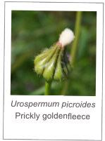 ￼Urospermum picroides
Prickly goldenfleece
