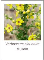 ￼Verbascum sinuatum
Mullein