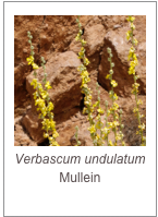 ￼Verbascum undulatum
Mullein