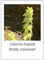 ￼Valantia hispida
Bristly crosswart