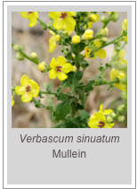 ￼Verbascum sinuatum
Mullein