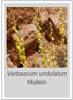 ￼Verbascum undulatum
Mullein