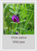 ￼Vicia sativa
Wild pea