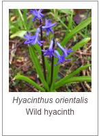 ￼Hyacinthus orientalis
Wild hyacinth