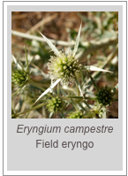 ￼Eryngium campestre
Field eryngo