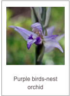 Limodorum abortivum
Purple birds-nest orchid