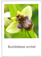 Ophrys bombyliflora
Bumblebee orchid