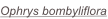 shapeimage_2_link_0